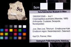 Foto (Objket + Etiketten) von Cracensigillatus acutirostris (Moericke, 1889) 